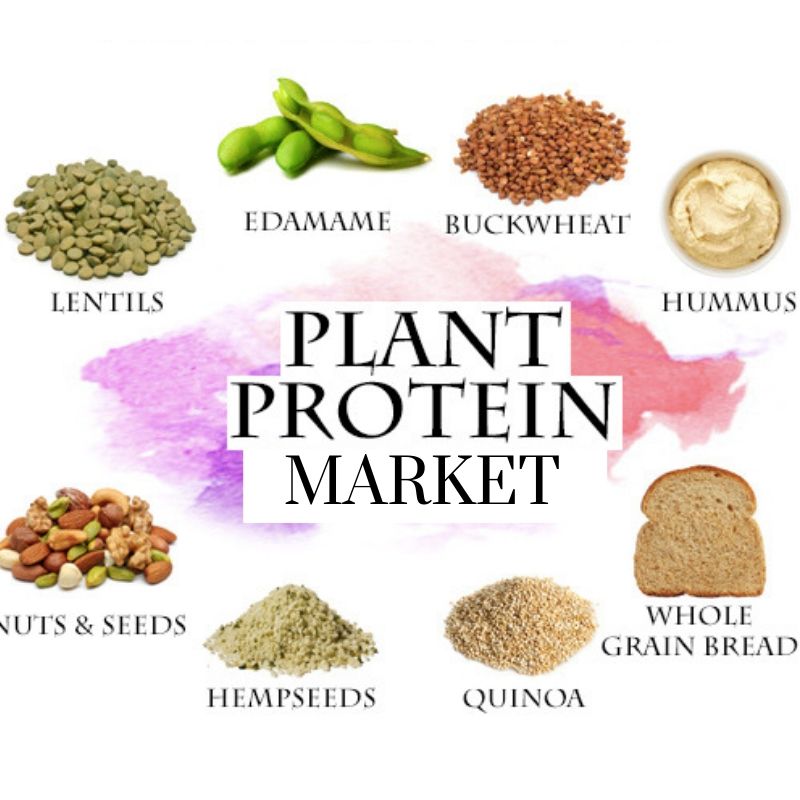 plant protein market report