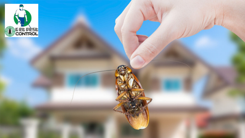 pest control services in Delhi