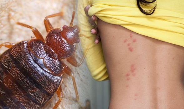 Bed Bugs Control