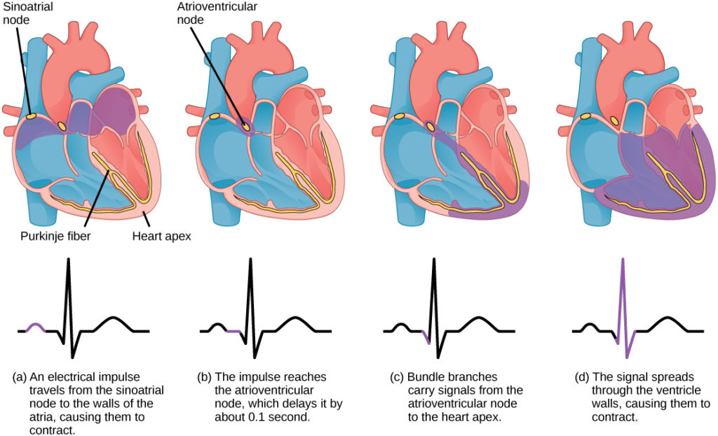 phases-of-the-cardiac-cycle