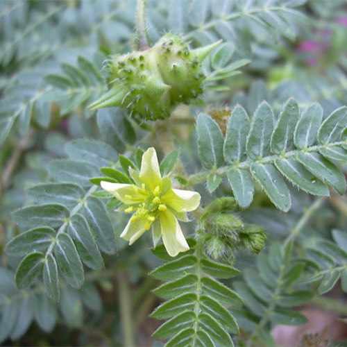 Tribulus Terrestris