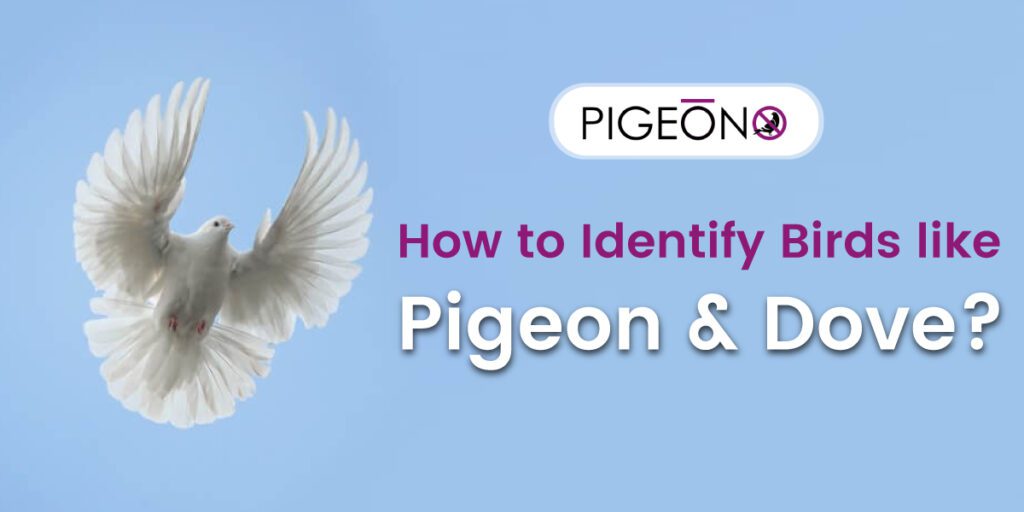 Pigeon-How-to-Identify-Birds-like-Pigeon-&-Dove