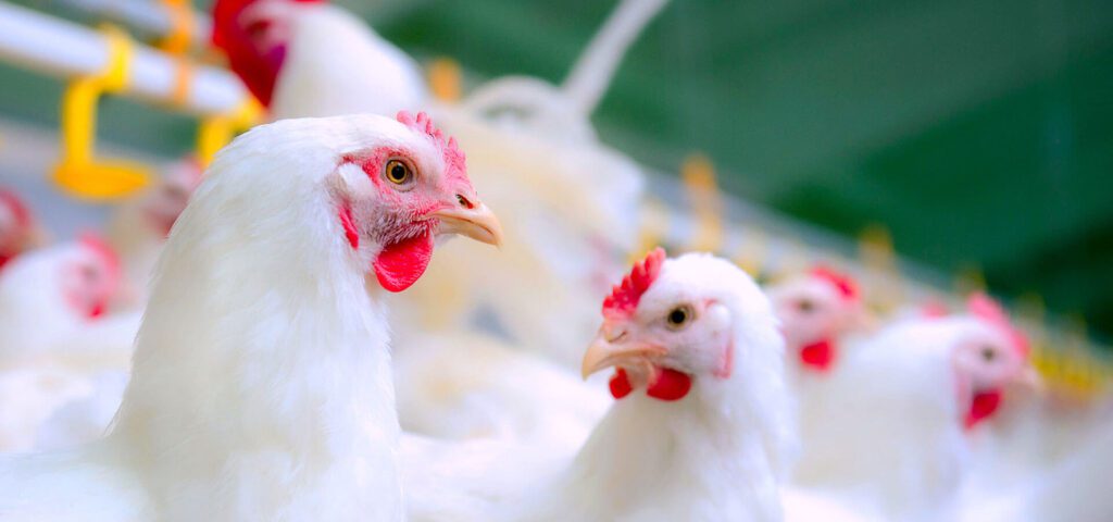 poultry feed supplement manufacturers in india, poultry growth promoters in india