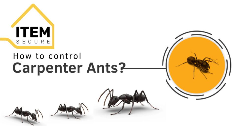 How to control Carpenter Ants