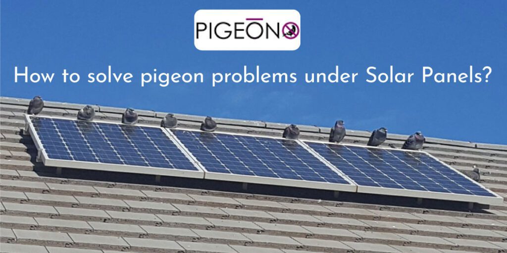 How to solve pigeon problems under Solar Panels