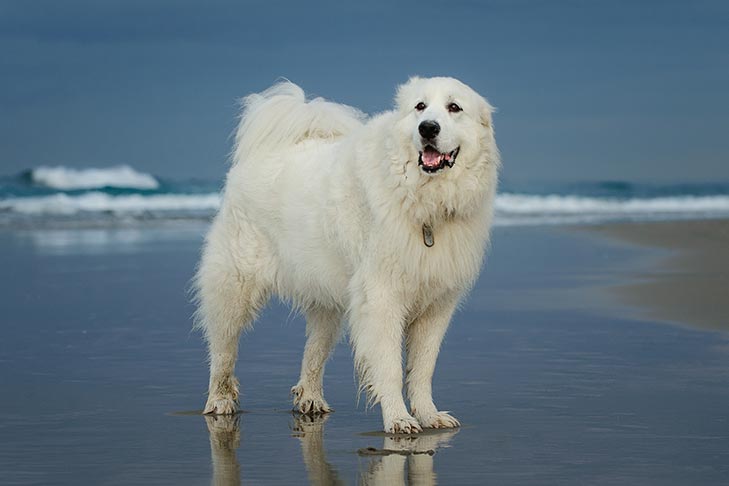 Do Great Pyrenees Like Water