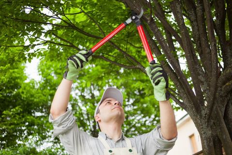 Austin TX arborists