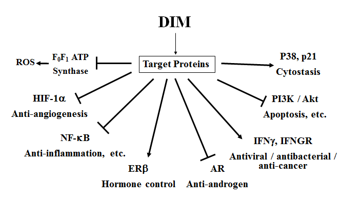 DIM diindolylmethane