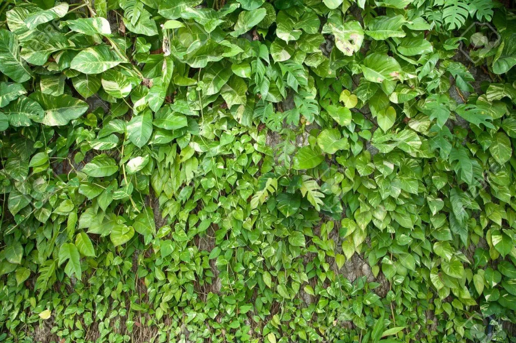 money plant ivy