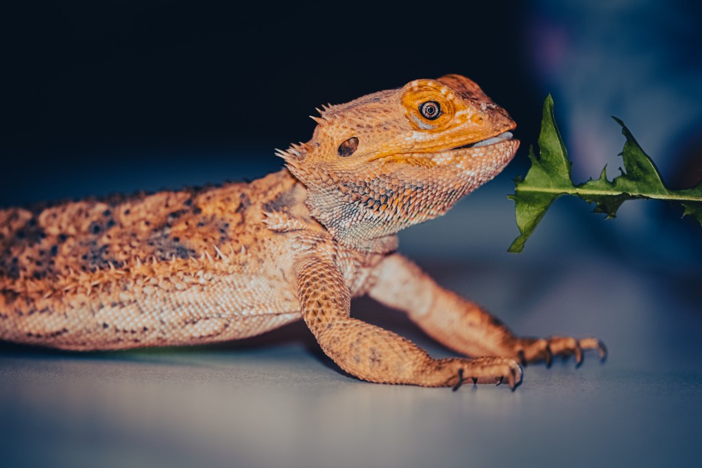 bearded dragon looking at his food