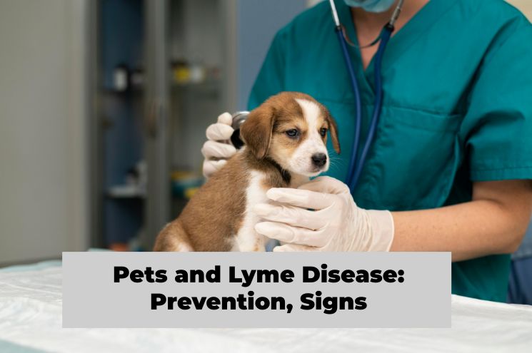 Pets and Lyme Disease: Prevention, Signs, and How Biomagnetism can help