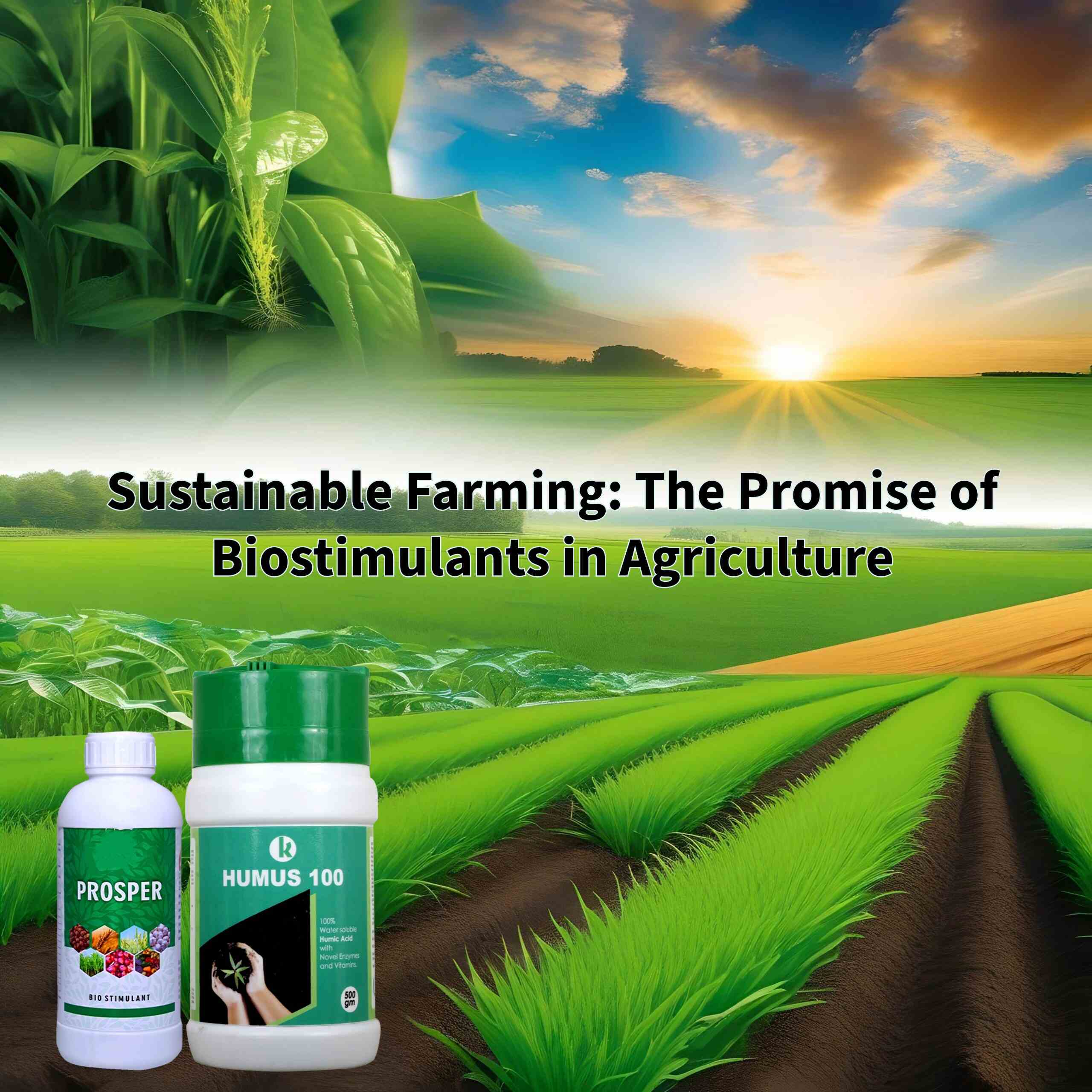 Sustainable Farming: The Promise of Biostimulants in Agriculture