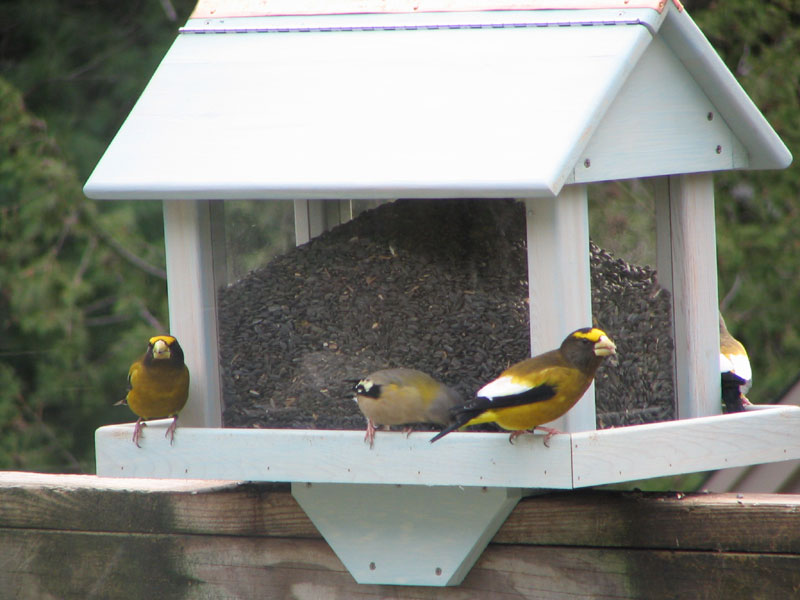 fly thru bird feeders