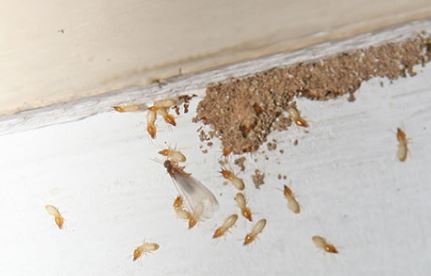 bed bugs exterminator Springfield MO